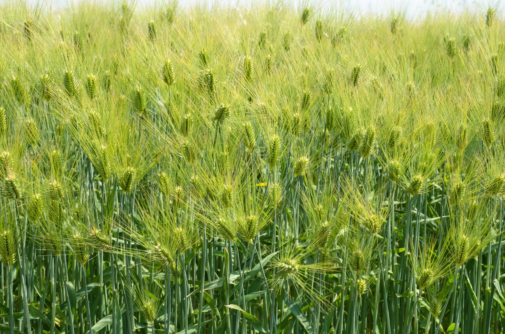 大麦の食物繊維で腸内環境を整える