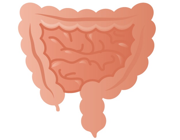 腸のぜん動運動